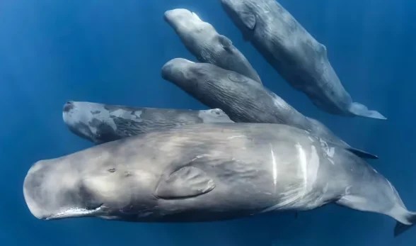 Sperm Whales Use Complex Communication Patterns
