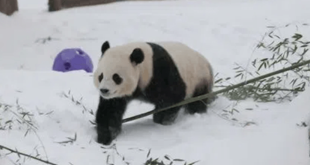 China Sends Giant Pandas to Zoo Atlanta Again